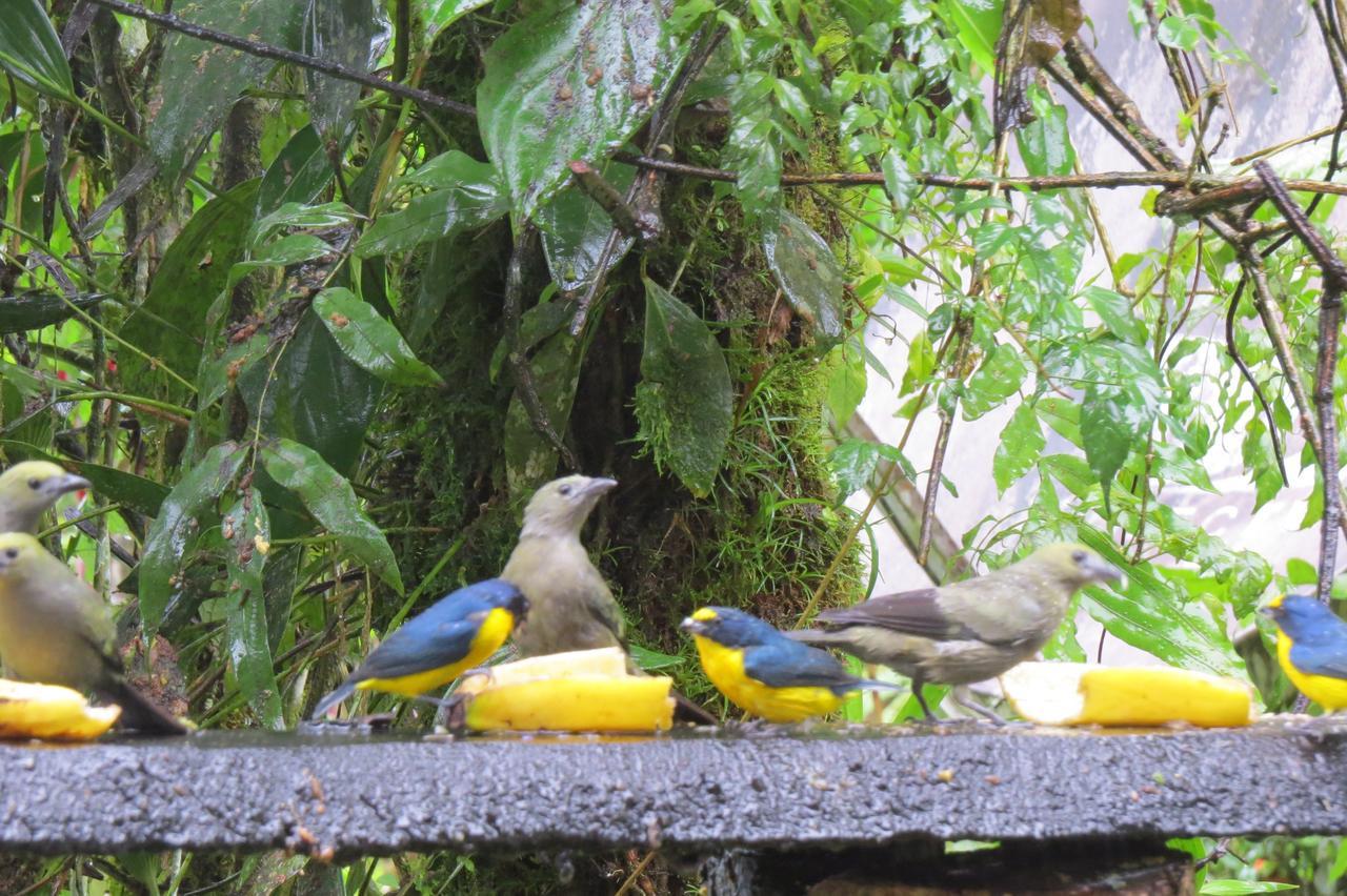 Chalet Nicholas Bed&Breakfast Nuevo Arenal Exterior foto